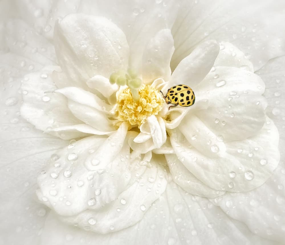 Dewy White Flower Ladybug by Yvette Depaepe — canvas wall art