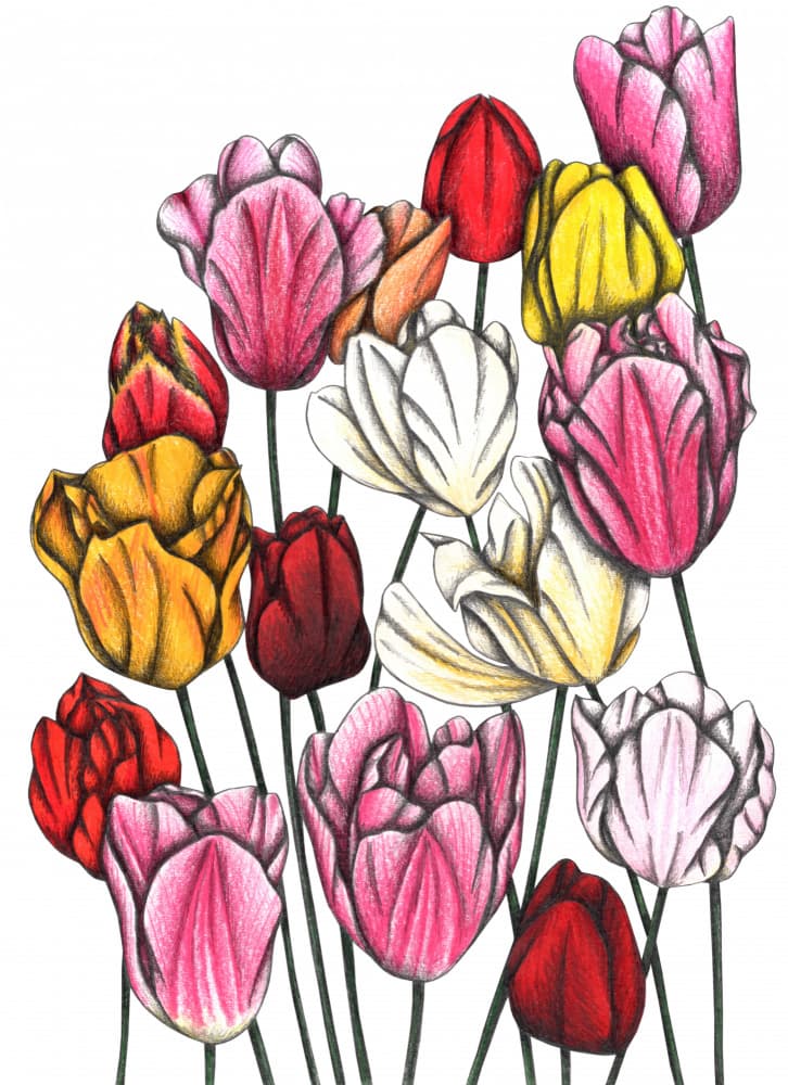 Vibrant Tulip Garden by Cecilia Battaini — canvas wall art