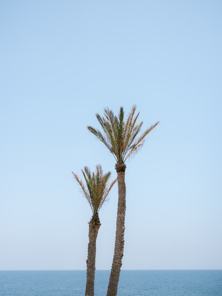 Moroccan Coast Palm Trees by Raisa Zwart — canvas wall art