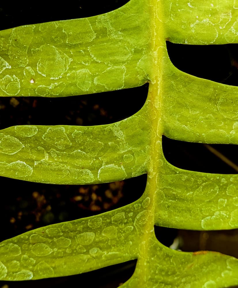 Organic Leaf Texture by Elizabeth Allen — canvas wall art