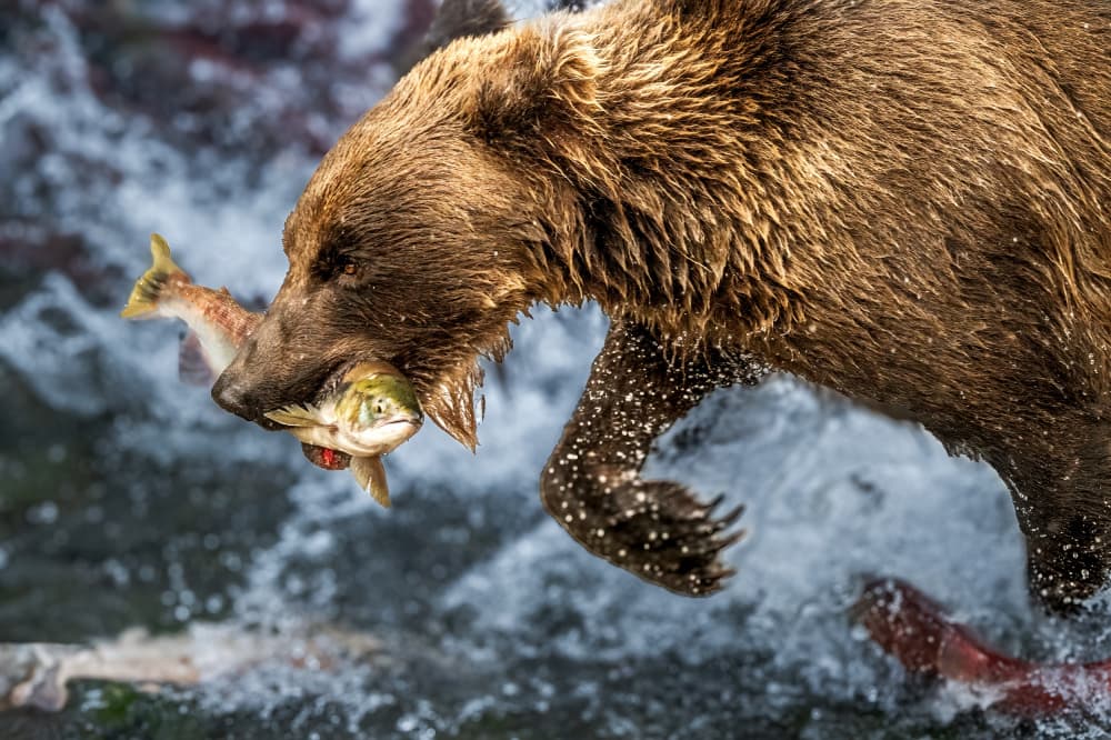 Powerful Bear Fishing by Allen SDCA — canvas wall art