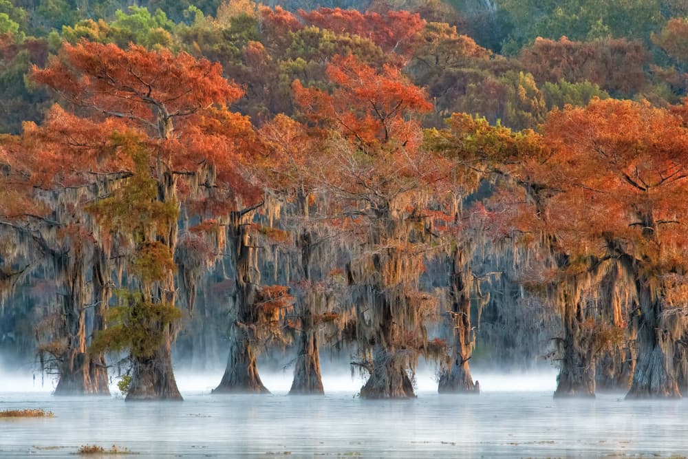 Autumn Cypress Mist by Luigi Ruoppolo — canvas wall art