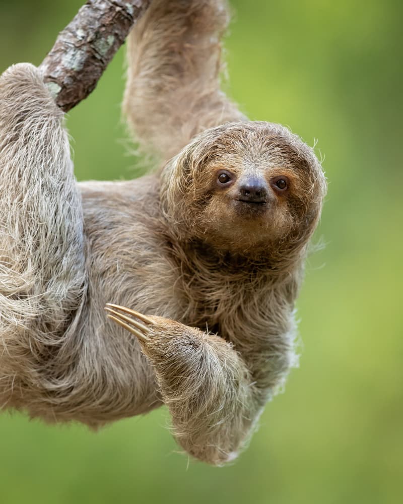 Happy Sloth Face by Milan Zygmunt — canvas wall art