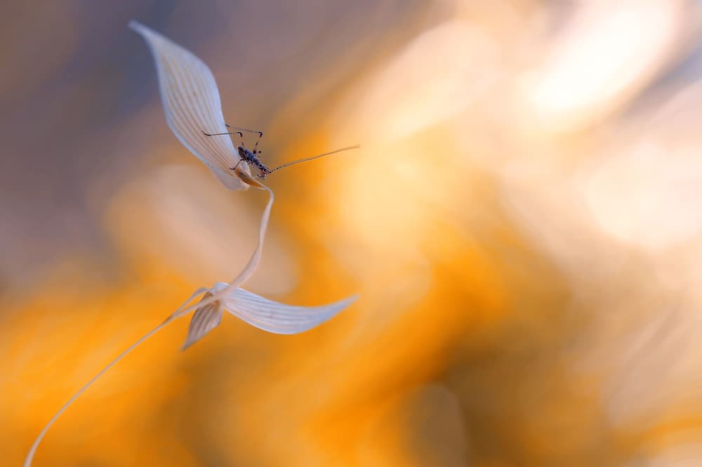 Spider on Delicate Bloom by Thierry Dufour — canvas wall art