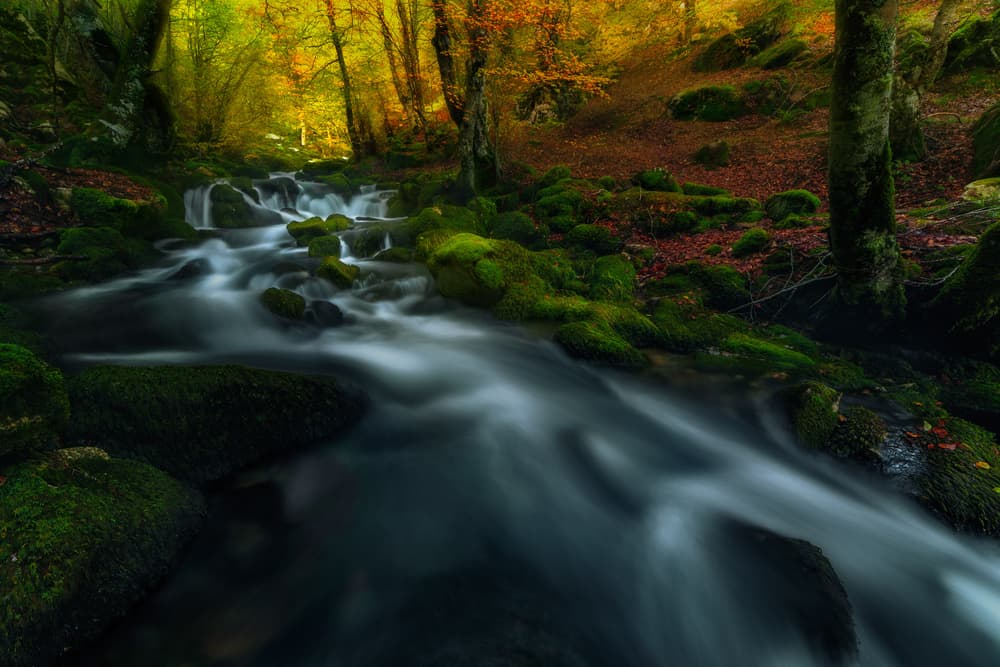 Autumn Forest Stream by Carlos Gonzalez — canvas wall art