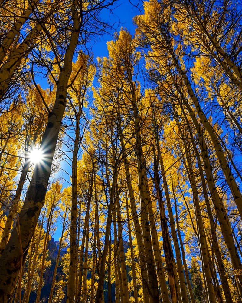 Sunlit Golden Aspens by Del Mundo Imagery — canvas wall art