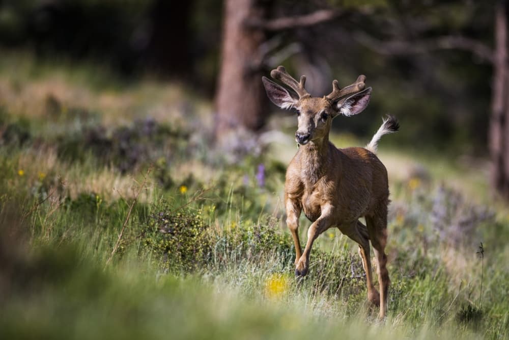 Graceful Buck Bounding by verdon — canvas wall art