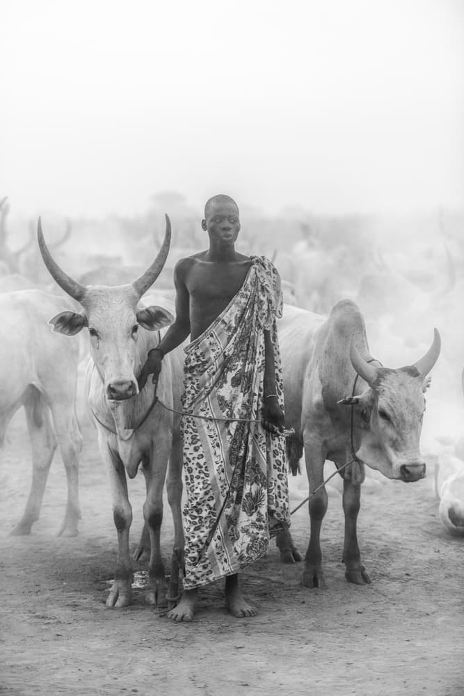 African Herdsman and Cattle by Trevor Cole — canvas wall art