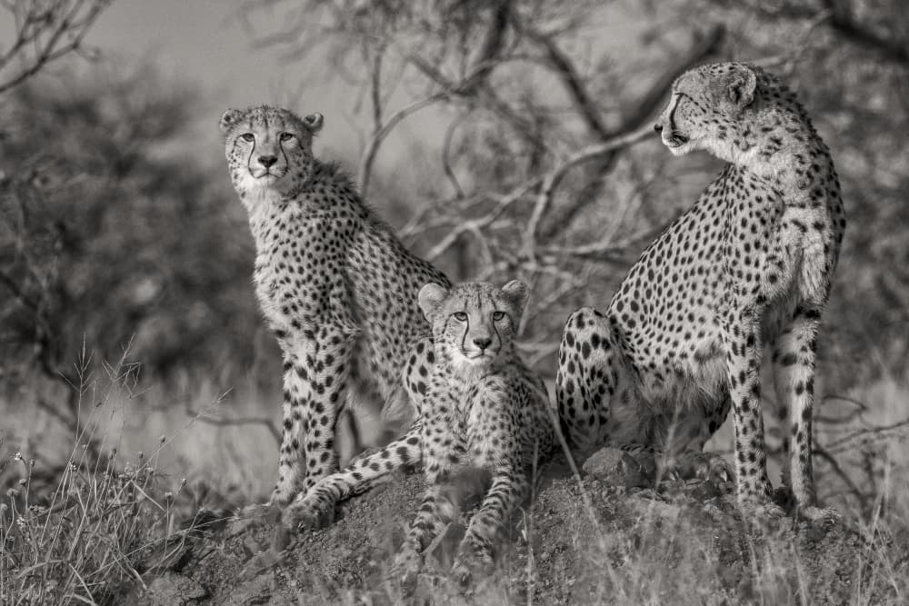 Watchful Cheetah Family by Jaco Marx — canvas wall art