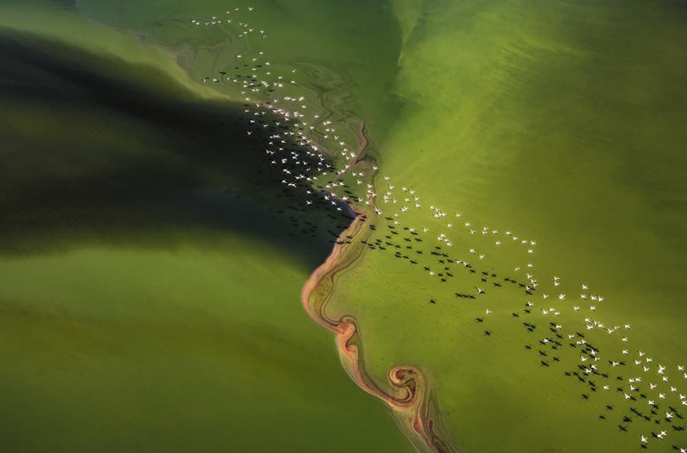 Flock Over Emerald Waters by Yuan Su — canvas wall art