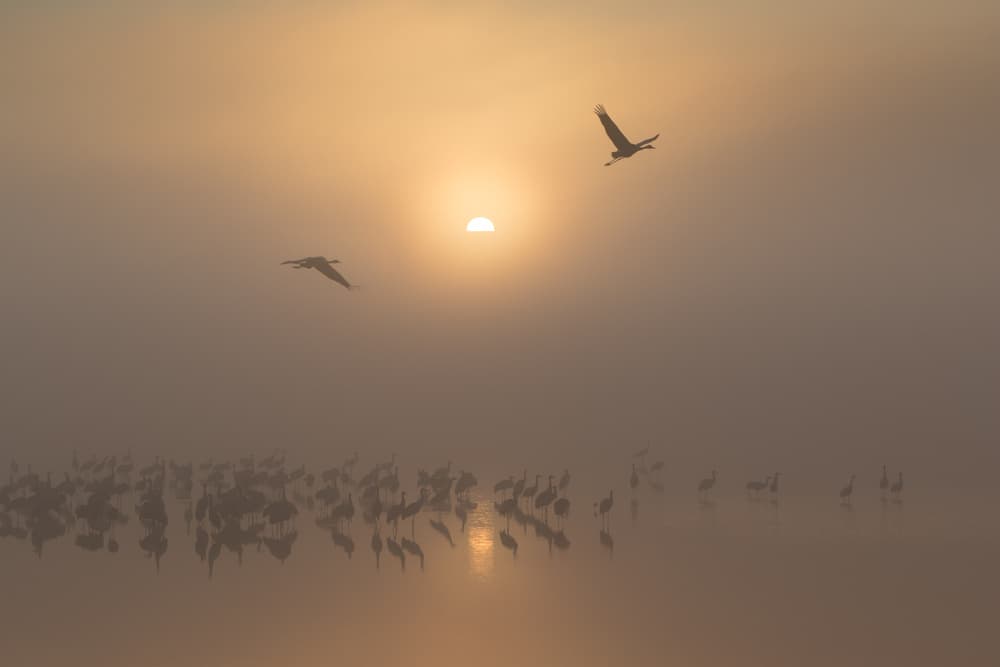 Misty Morning Cranes by Natalia Rublina — canvas wall art