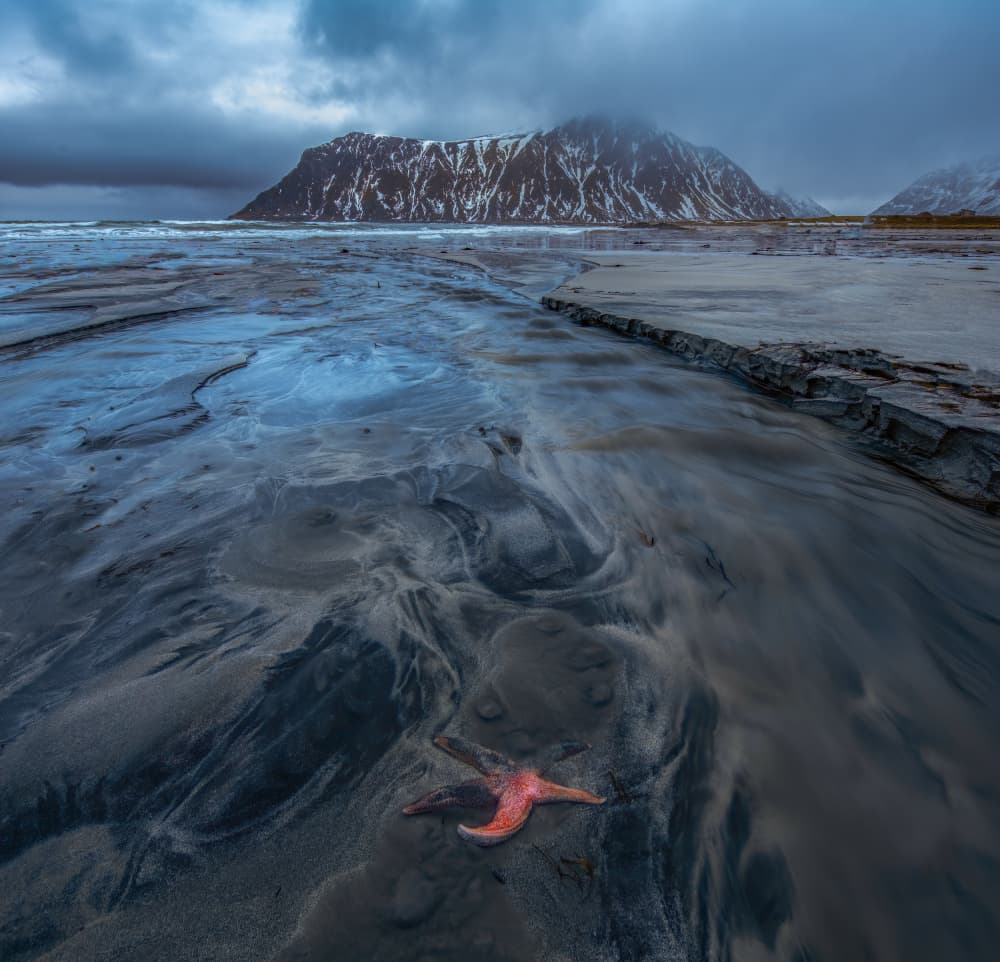 Dramatic Coast Starfish by Judy Tseng — canvas wall art