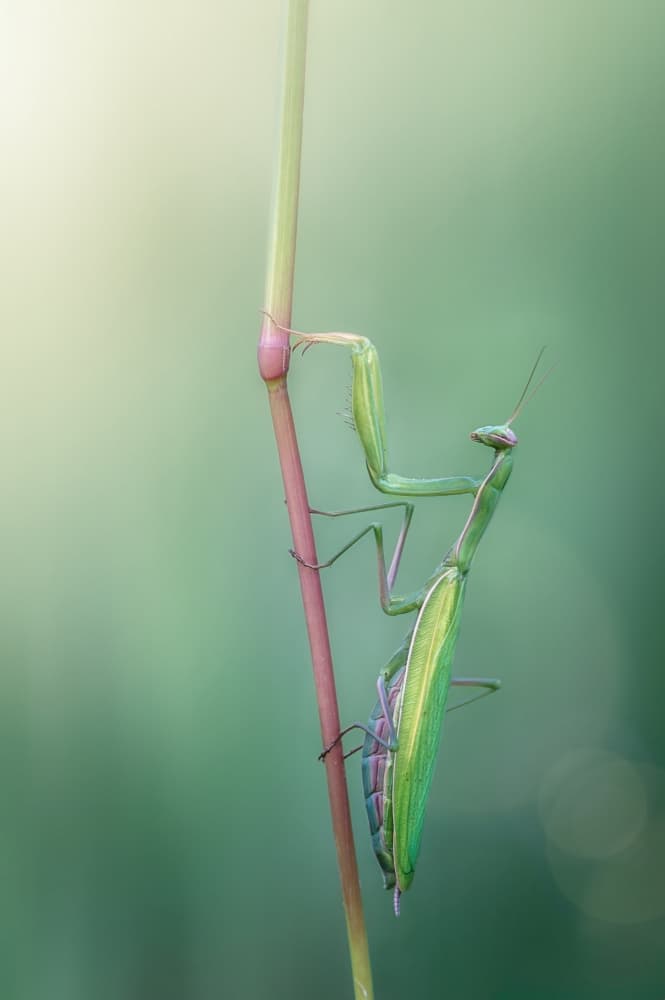 Peaceful Green Mantis by Cristiano Giani — canvas wall art