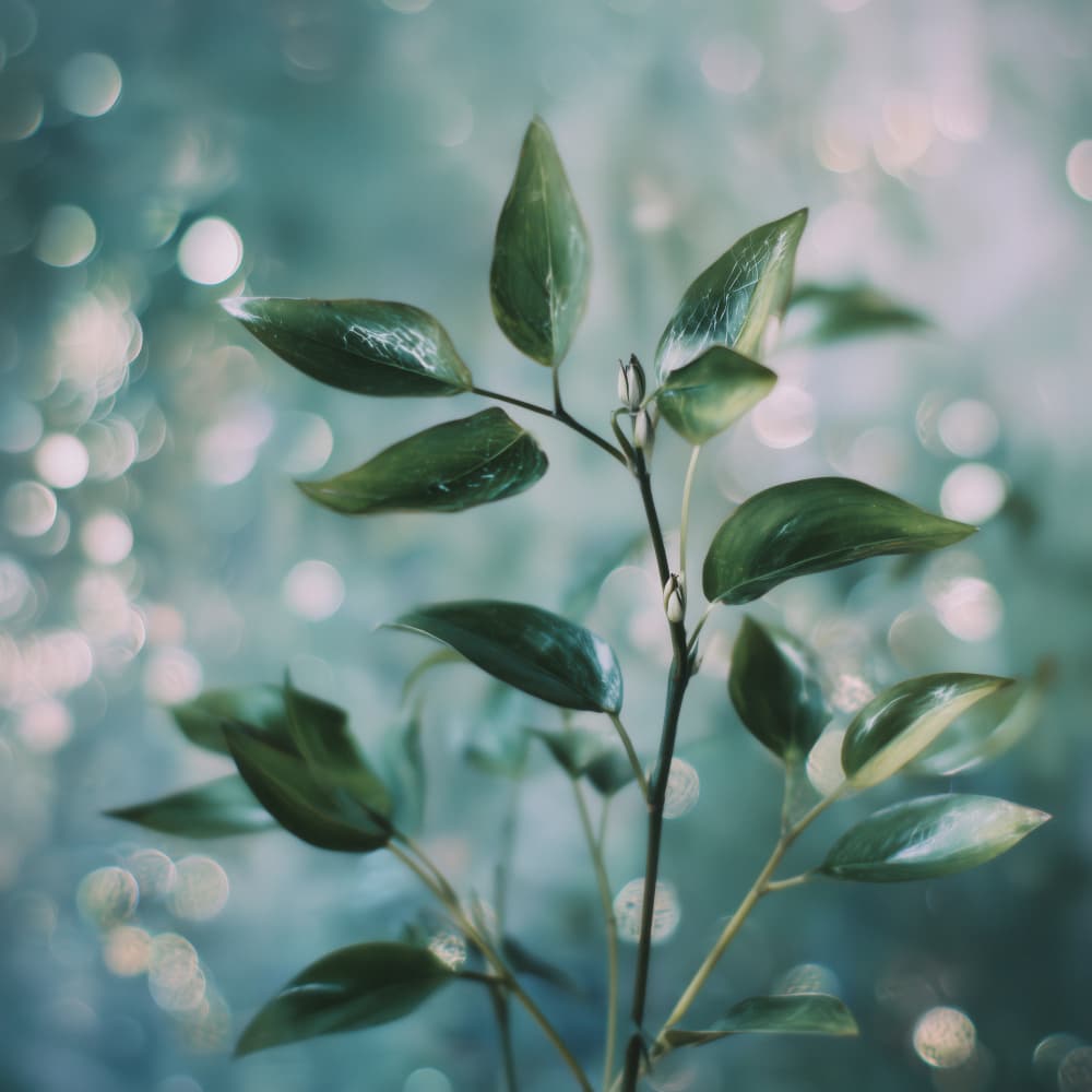 Bokehbotanicsno02 by Treechild — canvas wall art