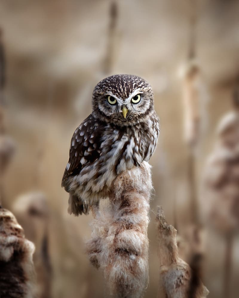 Watchful Little Owl by Michaela Firešová — canvas wall art