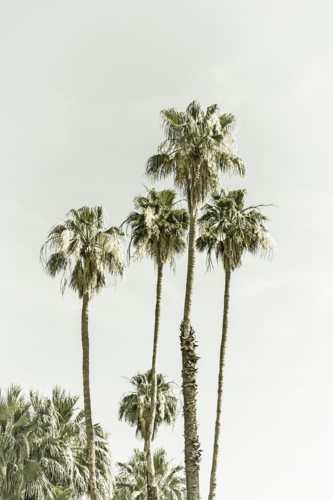 Towering Palms Against Sky by Melanie Viola — canvas wall art