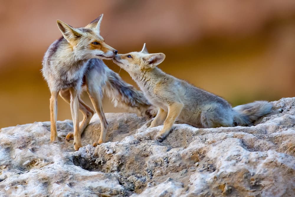 Loving Desert Foxes by David Manusevich — canvas wall art