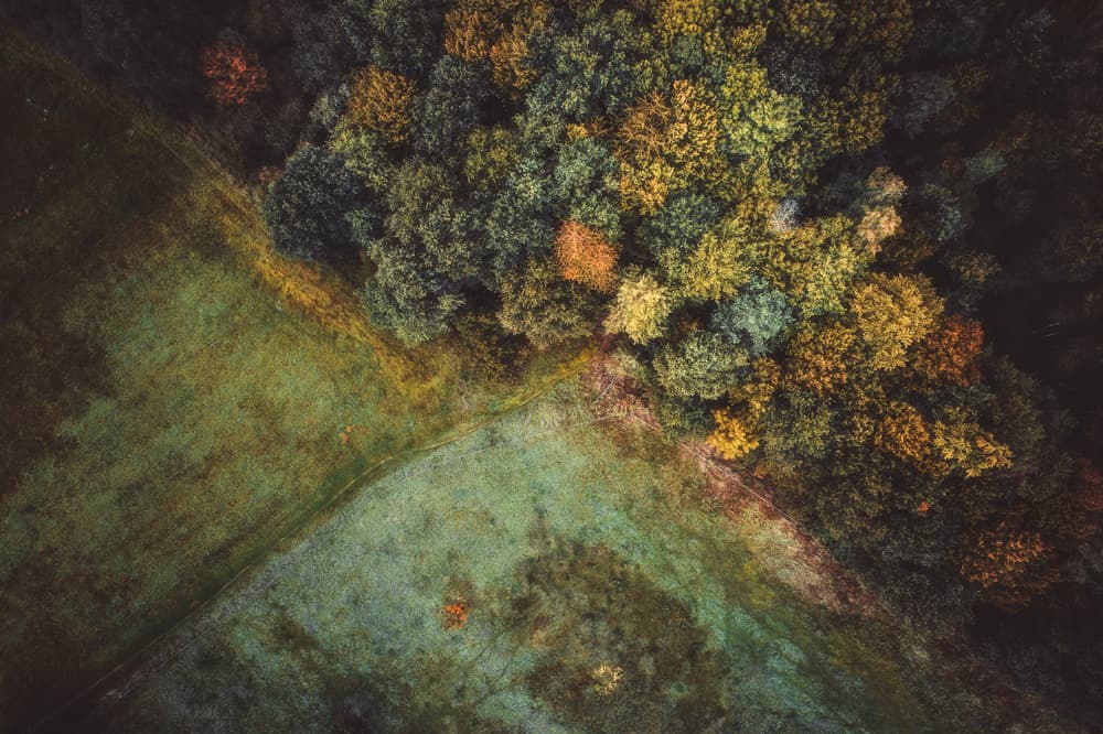 Autumn Forest Field by Jean Claude Castor — canvas wall art