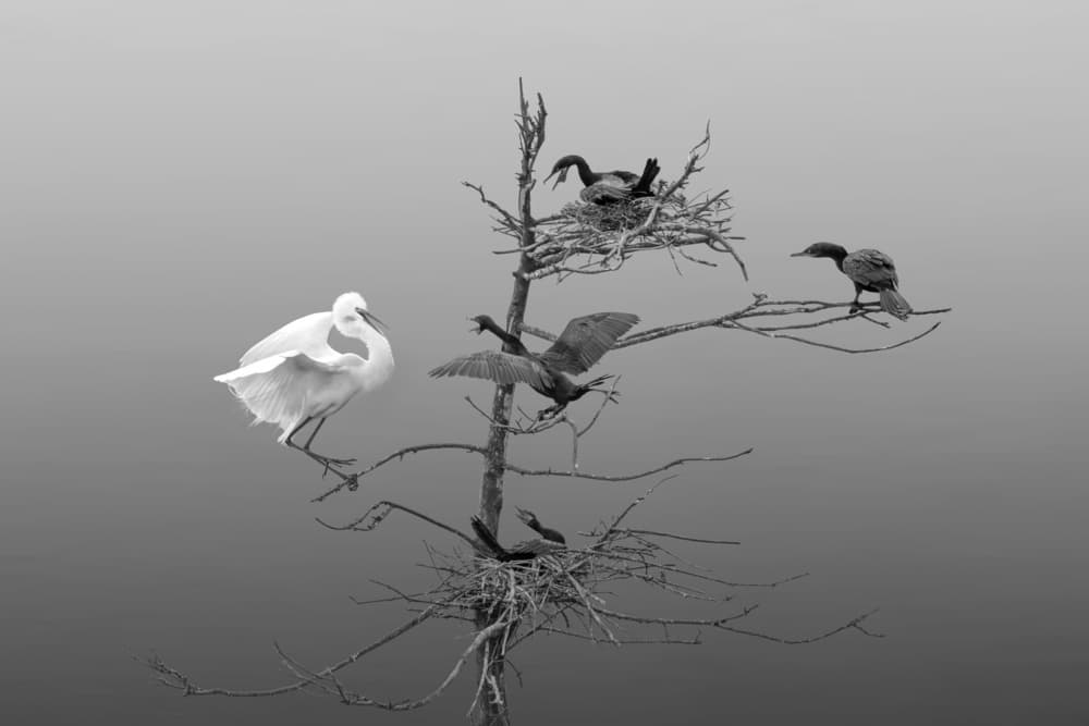 Egret And Cormorants Tree by Qing Zhao — canvas wall art