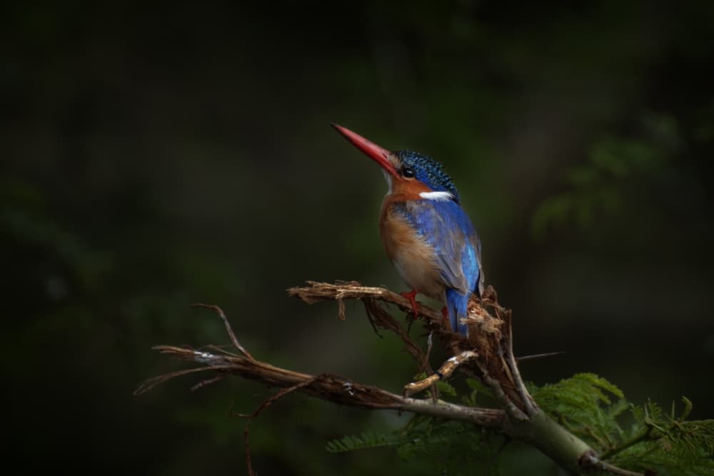 Brilliant Kingfisher Bird by Antonio Grambone — canvas wall art