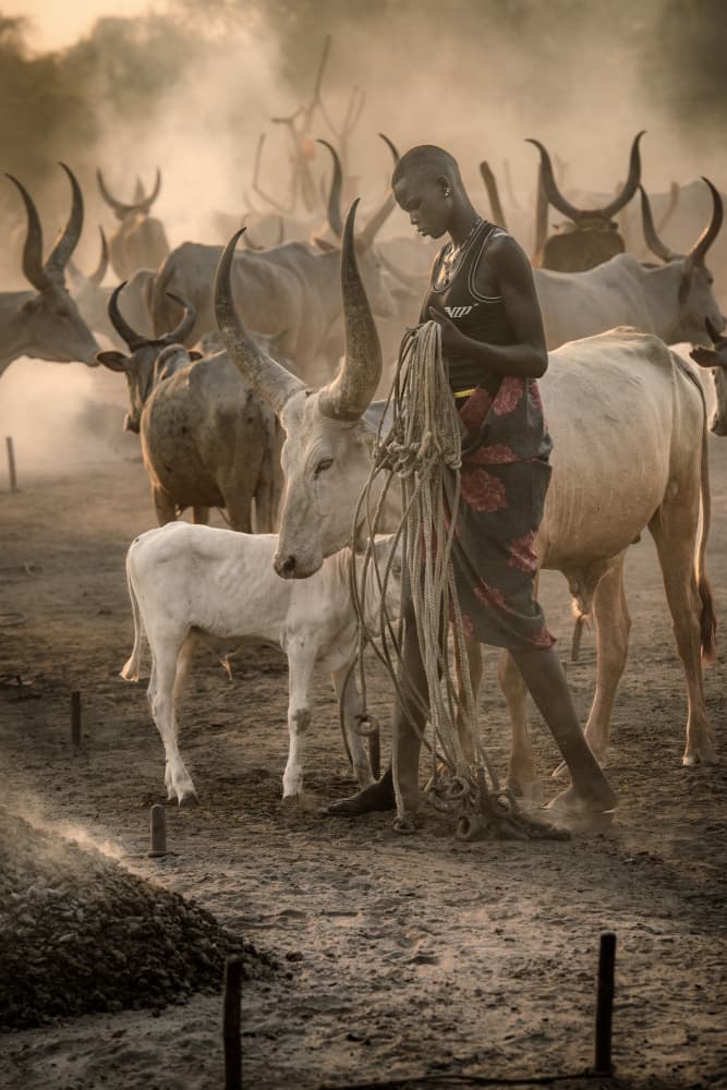 Dinka Woman and Longhorn Cattle by Trevor Cole — canvas wall art