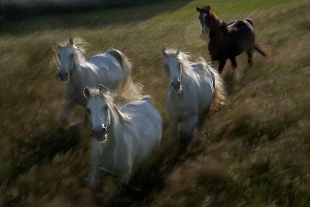 Wild Horses Running by Milan Malovrh — canvas wall art