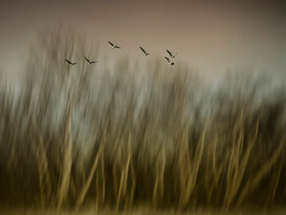 Flight Through Blurred Trees by Yvette Depaepe — canvas wall art