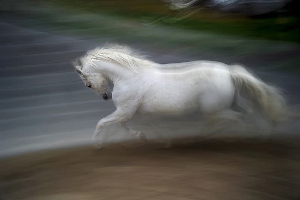 White Horse Running Spirit by Milan Malovrh — canvas wall art