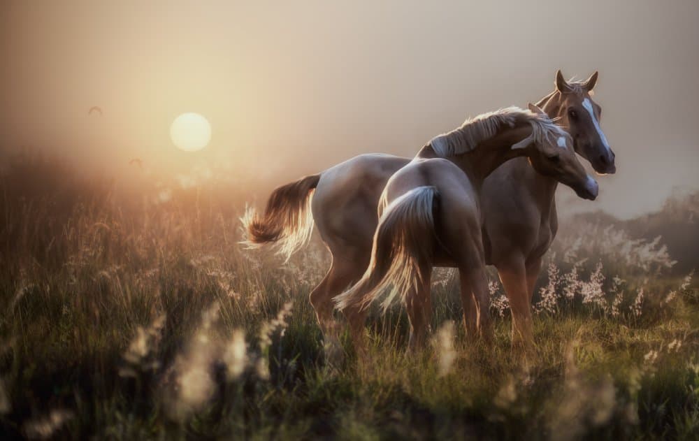 Golden Hour Horses by Charlaine Gerber — canvas wall art