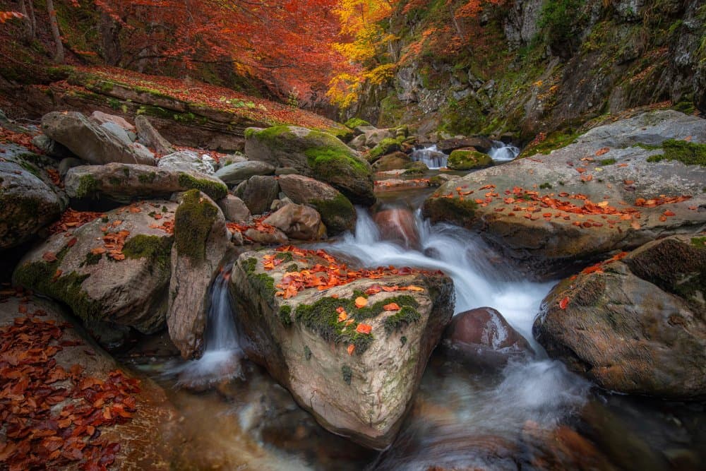 Vibrant Autumn Stream by TONY GORAN — canvas wall art