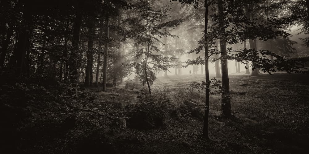 Misty Forest Wanderer by Leif Løndal — canvas wall art
