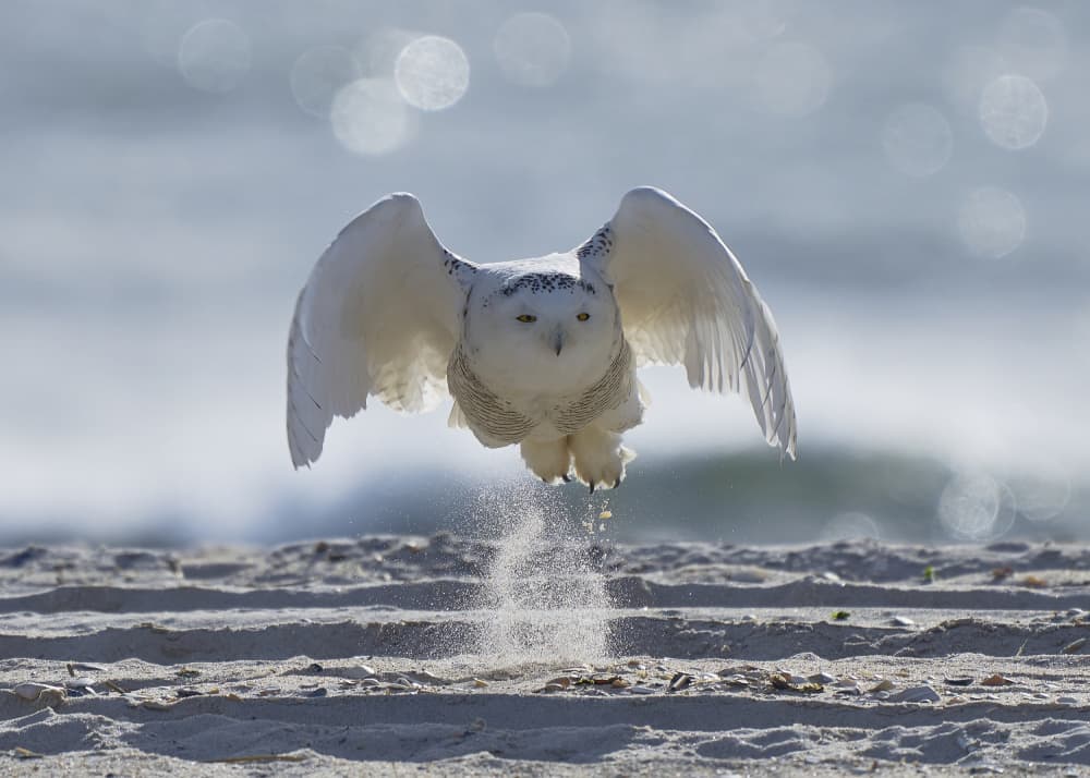 Majestic Snowy Owl Flight by Johnny Chen — canvas wall art