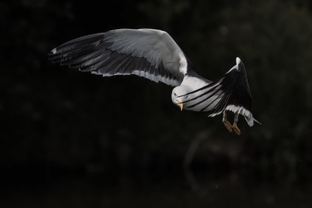 Graceful Hunter's Flight by Magnus Renmyr — canvas wall art