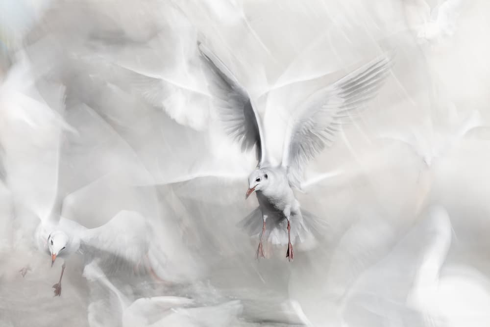 Graceful Gulls In Flight by Martine Benezech — canvas wall art