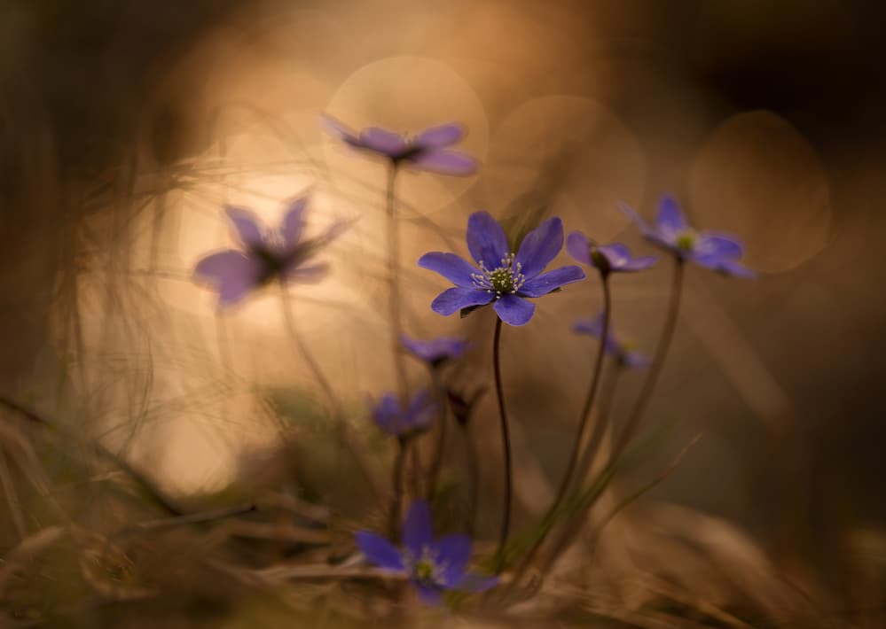 Delicate Woodland Blooms by Michel Manzoni — canvas wall art
