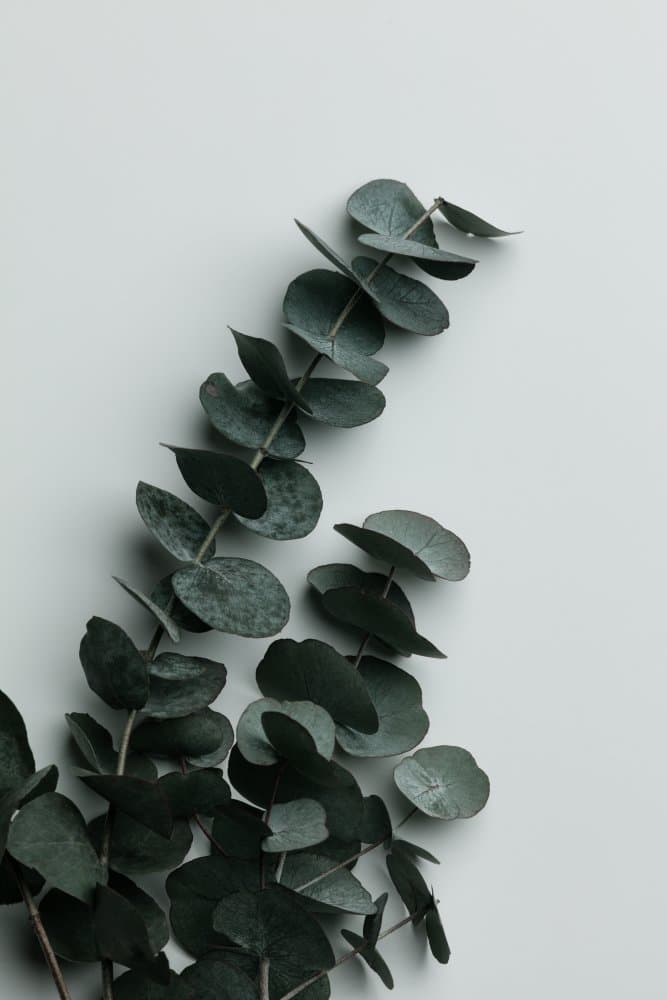 Eucalyptus Botanical Greens by Pictufy Studio III — canvas wall art