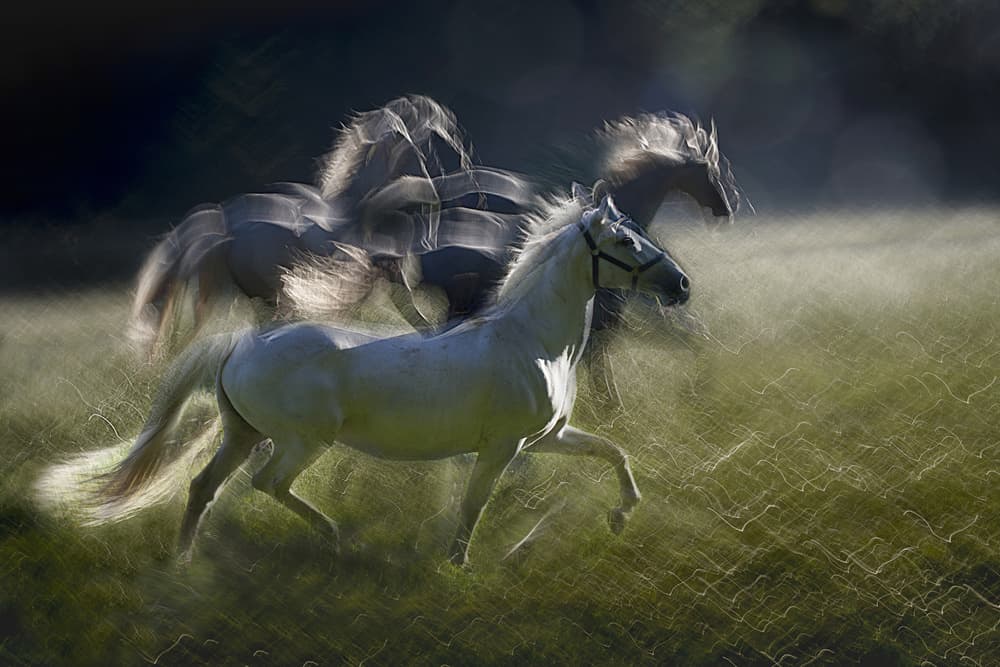 Galloping White Horses by Milan Malovrh — canvas wall art
