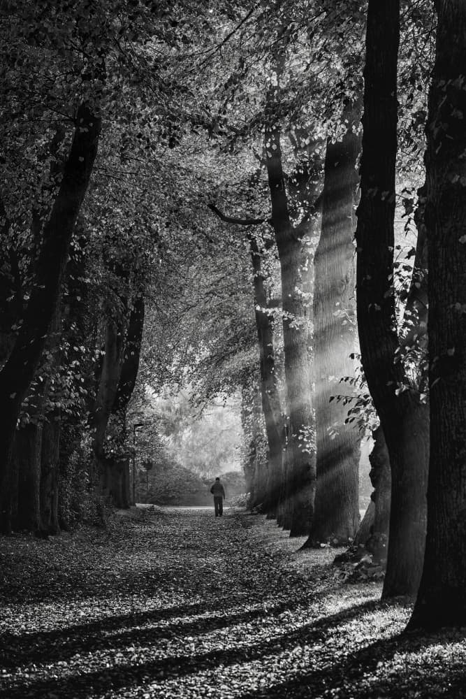 Solitary Forest Path by Andreas Klesse — canvas wall art