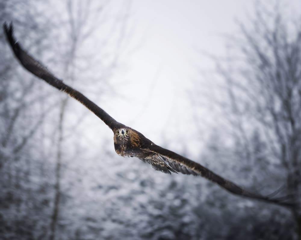 Eagle's Winter Flight by Michaela Firešová — canvas wall art