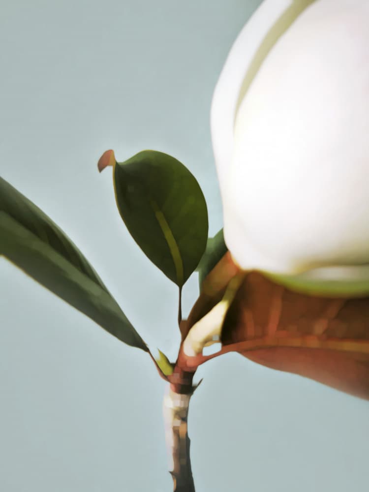 Growing White Flower Bud by Angelo Cerantola — canvas wall art