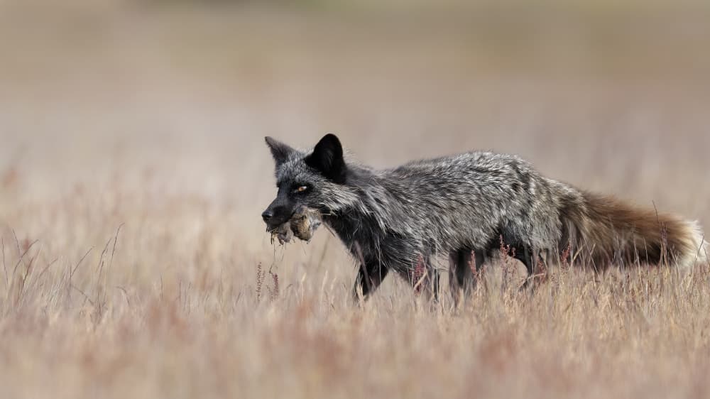 Silver Fox on the Hunt by Phillip Chang — canvas wall art