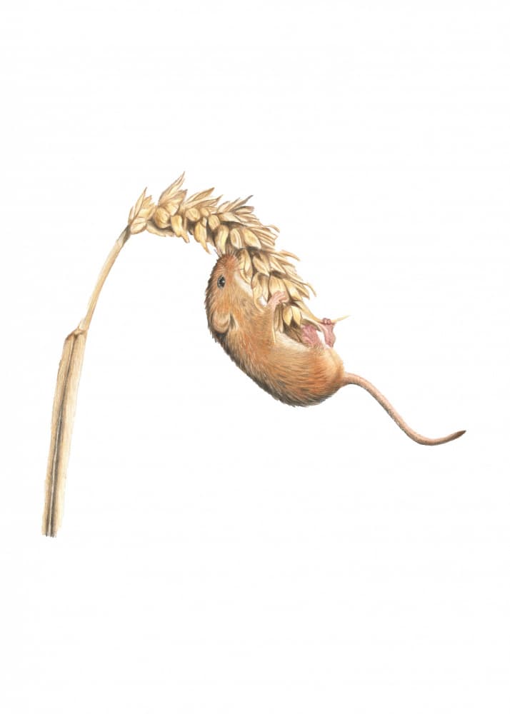 Harvest Mouse on Wheat by Angelica Diehn — canvas wall art