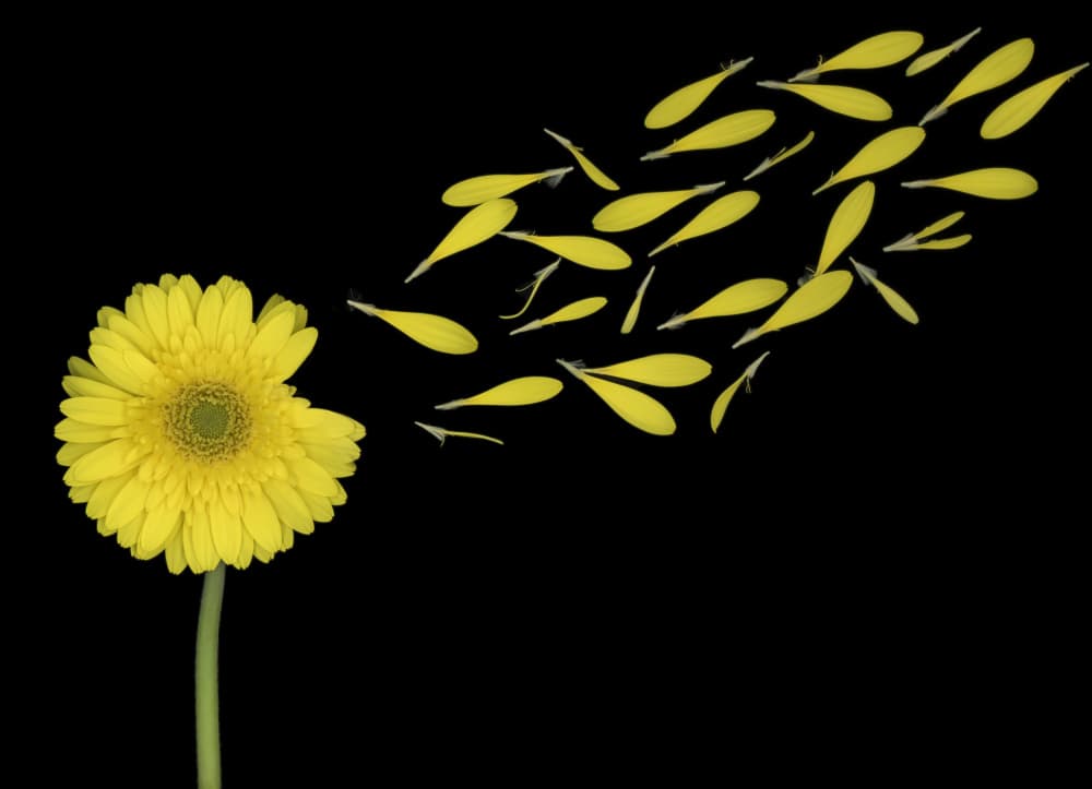 Daisy Petals in Flight by Louise Wolbers — canvas wall art
