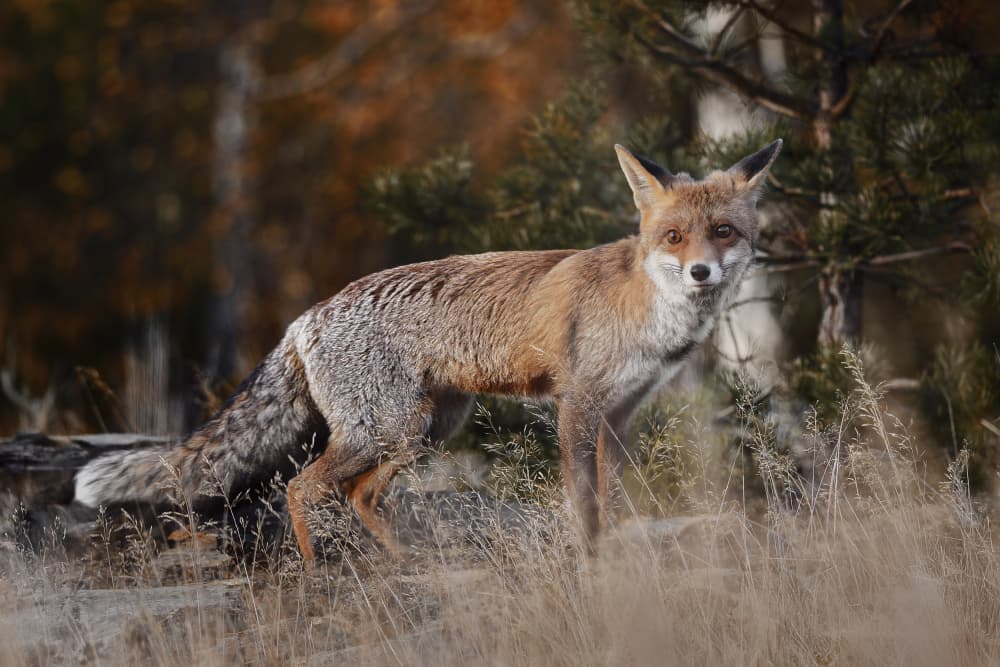 Watchful Forest Fox by Michaela Firešová — canvas wall art