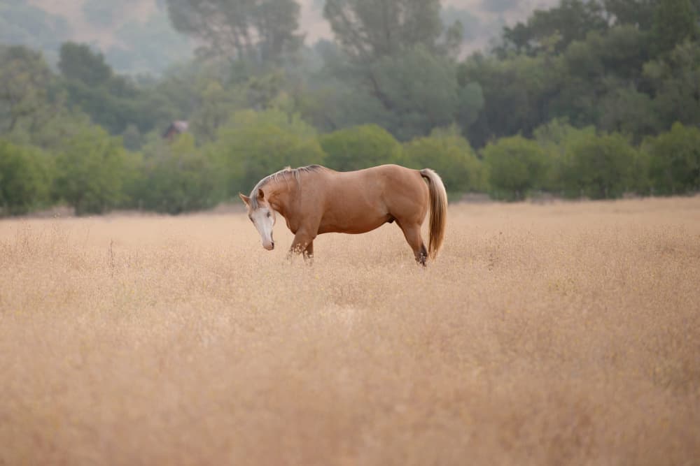 Horse In Golden Field by Crystal Lynn Collins — canvas wall art