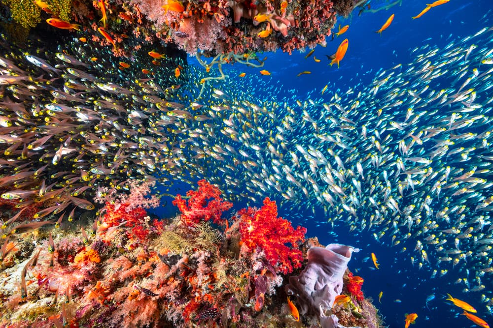 Underwater Fish Swirl by Barathieu Gabriel — canvas wall art