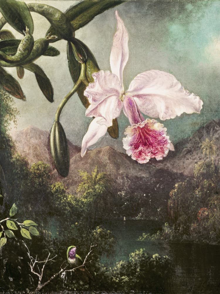 Orchid Blossoms (1873) by Martin Johnson Heade — canvas wall art