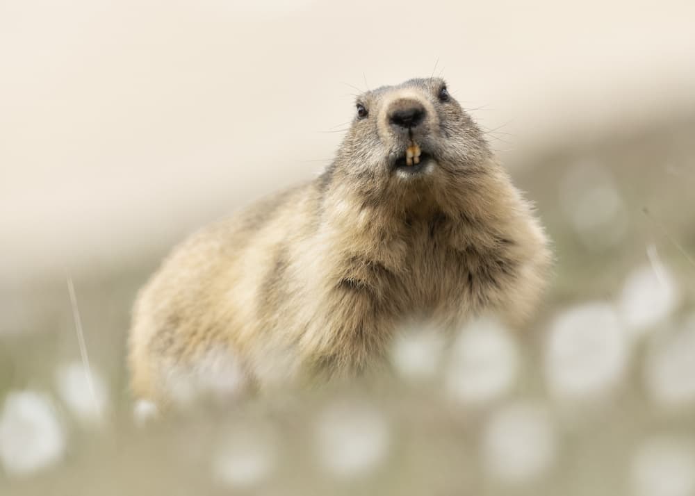 Curious Marmot Portrait by Marco Barisone — canvas wall art