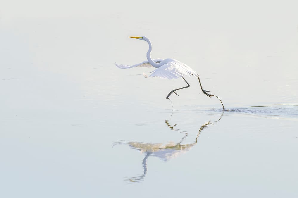Graceful Egret Reflection by Rob Li — canvas wall art