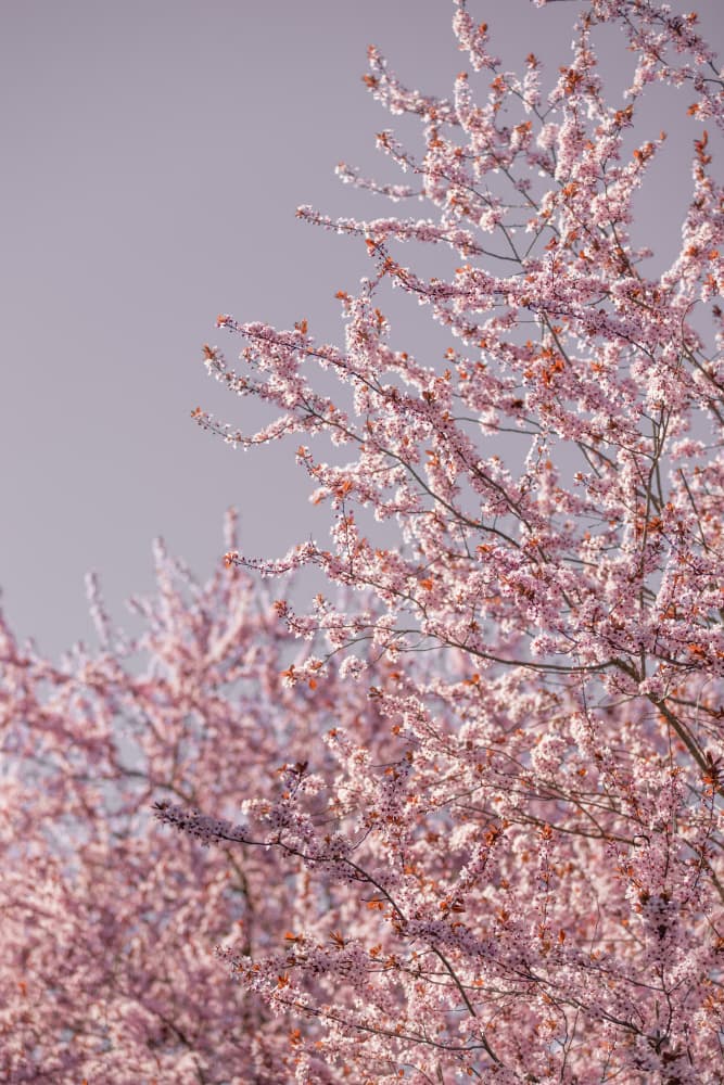 Pink Cherry Blossoms by Mareike Böhmer — canvas wall art